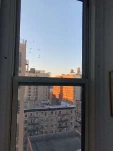 pigeons from my window
